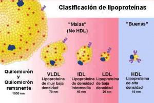 Clasificación de las lipoproteínas